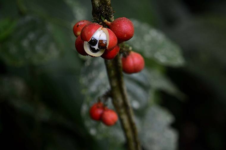 Guarana Extract